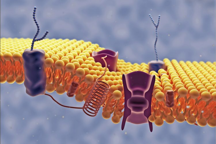 computer model of a cell membrane lipid bilayer with receptors, proteins and carbohydrates