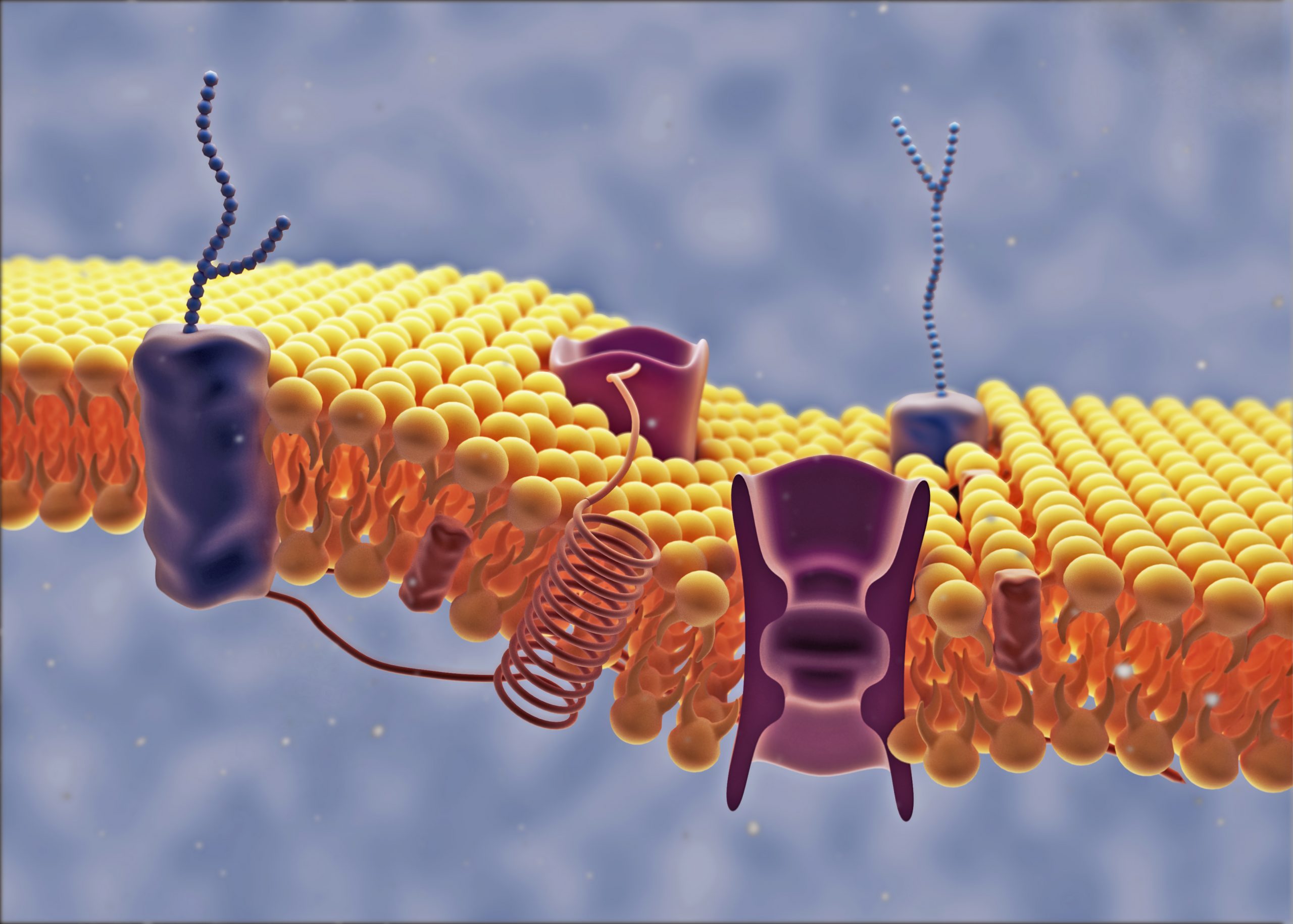 computer model of a cell membrane lipid bilayer with receptors, proteins and carbohydrates
