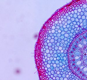Cell organisation