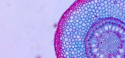Cell organisation