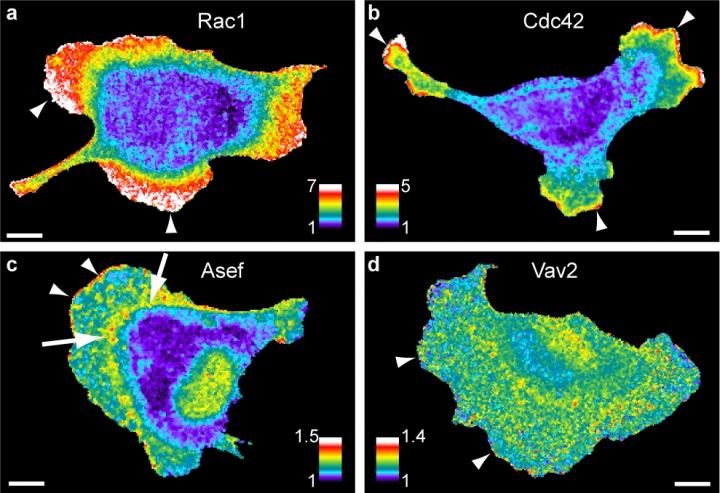 four images of signalling activity