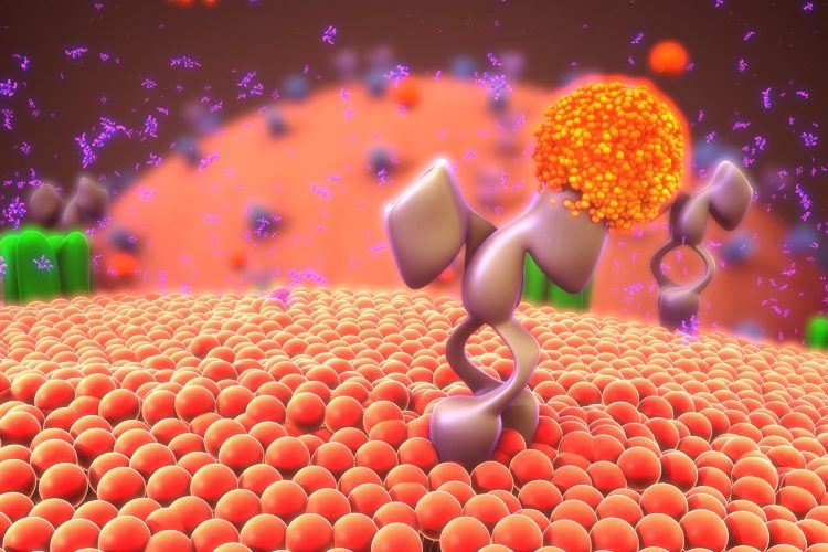 purple cell surface receptor binding orange 'ligand'