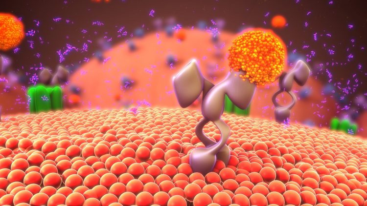 purple cell surface receptor binding orange 'ligand'