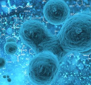 cells under a microscope