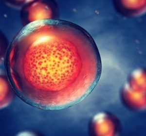 cellular ageing