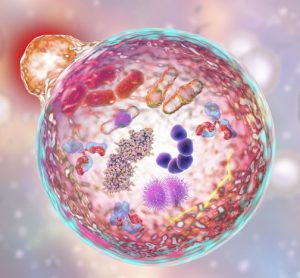 Turning off autophagy helps chemotherapy stress cancer cells to death