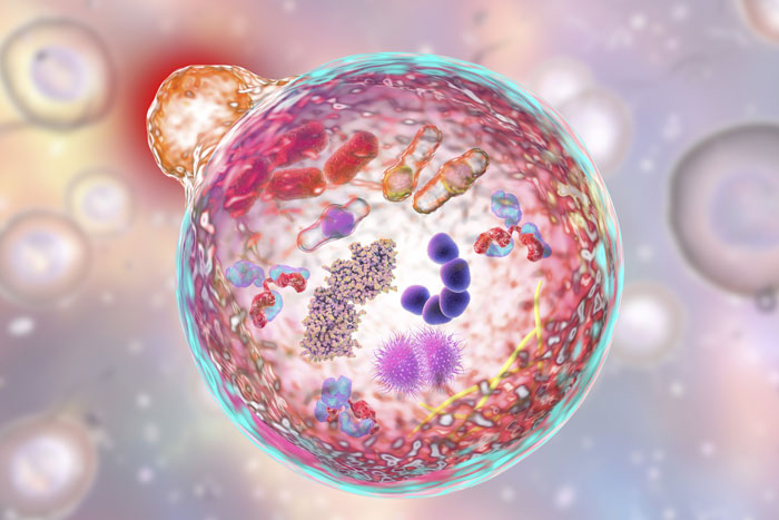 Turning off autophagy helps chemotherapy stress cancer cells to death