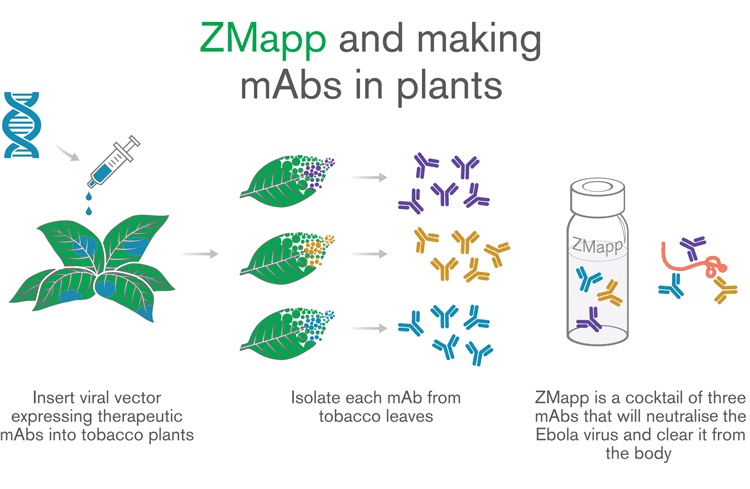 Figure 1: Production of ZMapp in tobacco plants