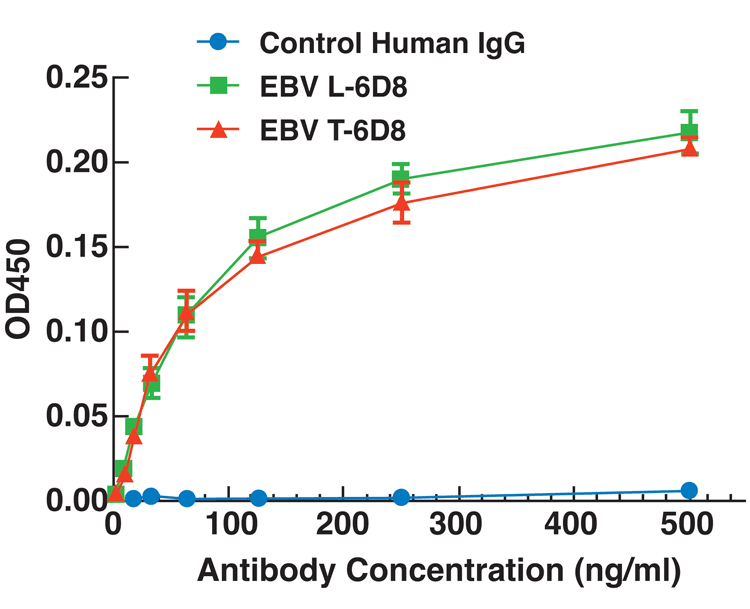 Figure 3: Lettuce (L) or tobacco (T)-produced 6D8 mAb shows specific binding to irradiated Ebola virus