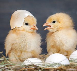chicks