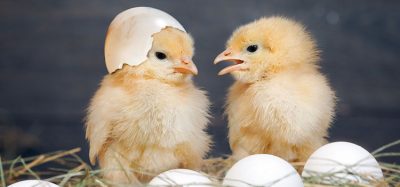 chicks