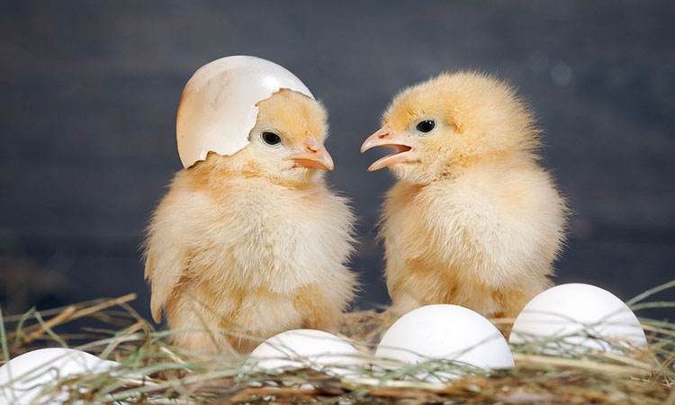 chicks