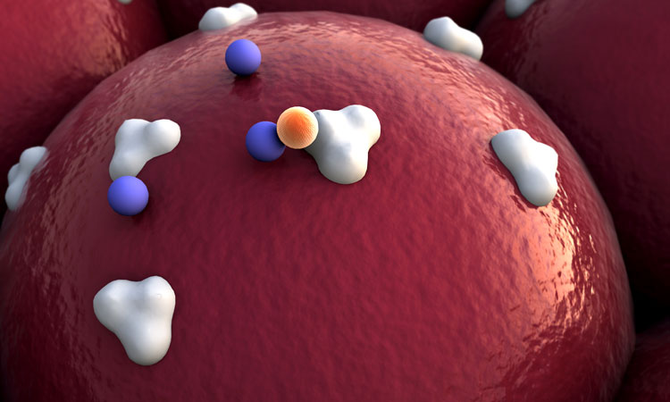 clusterin on cell surface