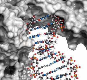 computer model of two large protein complexes interacting