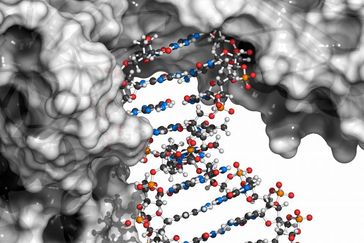 computer model of two large protein complexes interacting