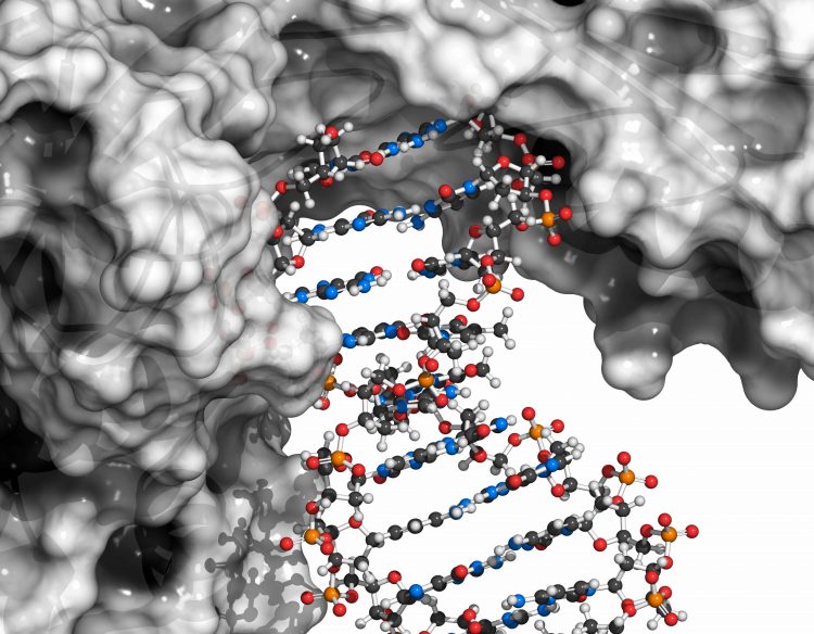 computer model of two large protein complexes interacting