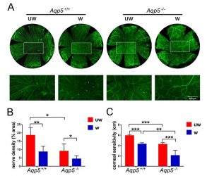 Images and graphs describing effects of Aqp5 on cornea