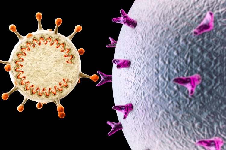 coronavirus with RNA visible binding to surface protein on human cell