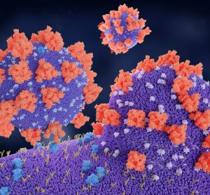 SARS-CoV-2 particles entering human cells
