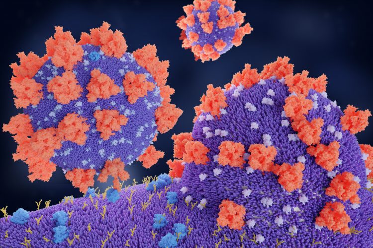 SARS-CoV-2 particles entering human cells
