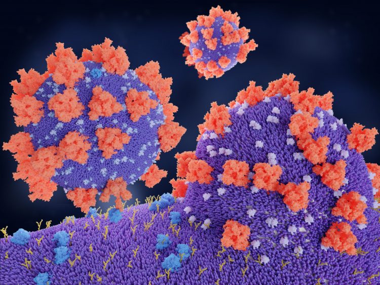 SARS-CoV-2 particles entering human cells