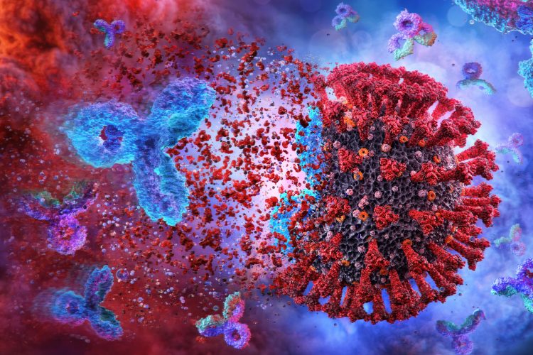 coronavirus being destroyed by antibody