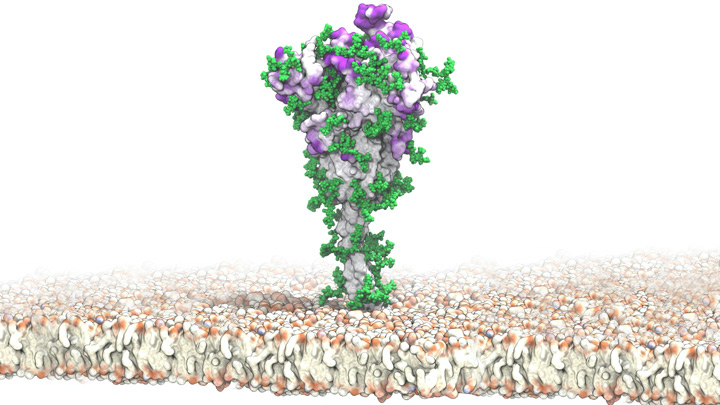 SARS-CoV-2 Spike protein