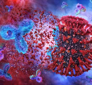Antibodies attacking coronavirus