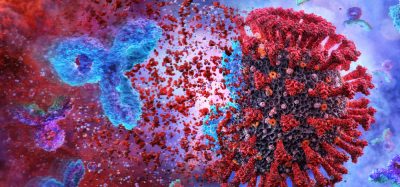 Antibodies attacking coronavirus