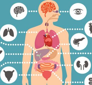 Body with organs highlighted