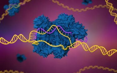 Researchers say the study, published in Science Translational Medicine, could lead to new treatments for a rare disease of the white blood cells that normally help to control the immune system – known as regulatory T cells – and those that protect the body from repeat infections and cancer – known as effector T cells.