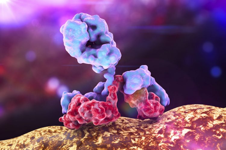 Y-shaped antibody interacting with cell surface