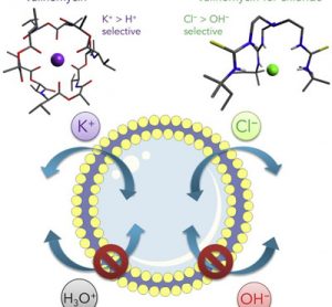 The two anionophores that show high selectivity for carrying chloride ions over protons and hydroxide. CREDIT: University of Southampton