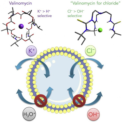 The two anionophores that show high selectivity for carrying chloride ions over protons and hydroxide. CREDIT: University of Southampton