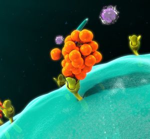 orange blobby cytokine binding to a recetor on a blue macrophage
