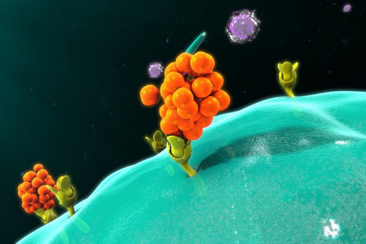 orange blobby cytokine binding to a recetor on a blue macrophage