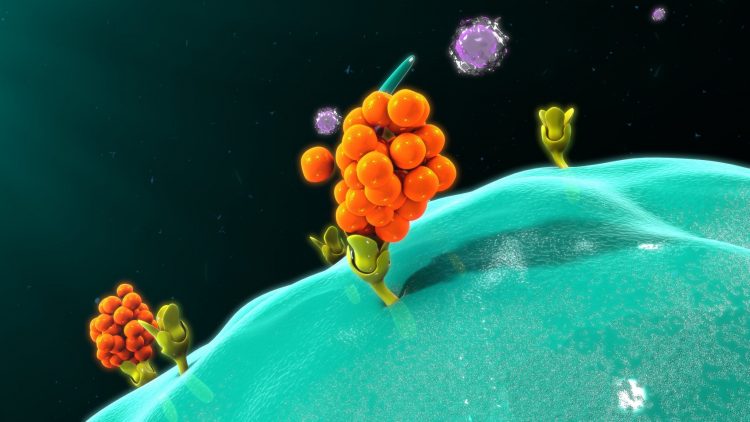 orange blobby cytokine binding to a recetor on a blue macrophage