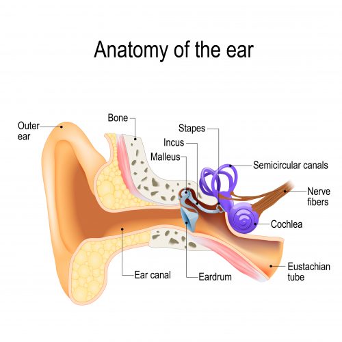 Diagram of the anatomy of the human ear