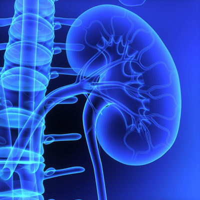kidney