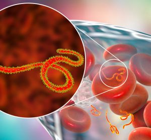 Ebola virus