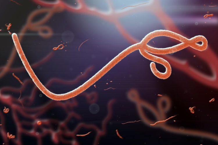 Ebola virus 3D rendering