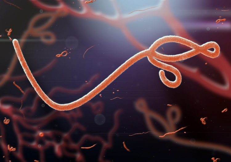 Ebola virus 3D rendering