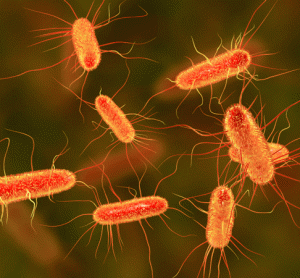 bacteria