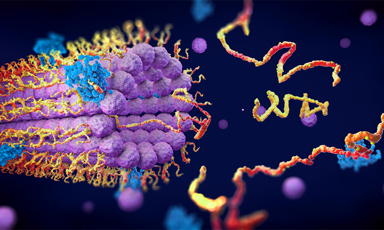 Protein enzymes fold into their structure to fulfill their function - 3d illustration