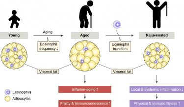 With age the frequency of adipose tissue eosinophils decreases gradually. This leads to the production of inflammatory mediators, which promote age-related impairments (e.g. frailty and immunosenescence). Eosinophil cell transfers increase the frequency of these cells in adipose tissue and dampen age-related chronic low-grade inflammation. This results in systemic rejuvenation of the aged organism [Credit: DBMR, University of Bern, D. Brigger].