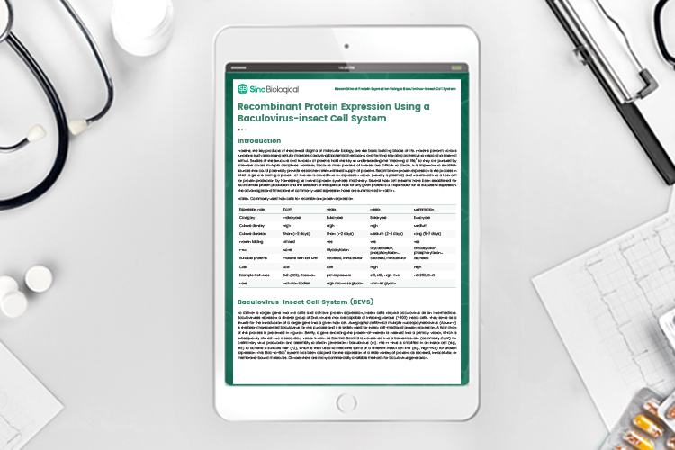 Whitepaper: Recombinant protein expression using a BEVS