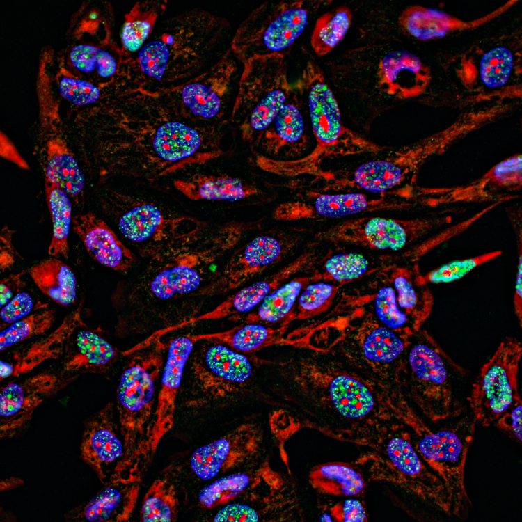 Fluorescent cell imaging