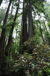 California Coast Redwood Forest