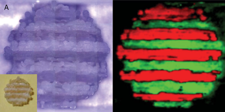 Figure 3: Raman microscopy images of a polypill printed with an FDM printer. The image on the left is the original image from the microscope (inset shows the tablet itself) and the image on the right is colour coded to show the location of the drugs (caffeine in green, paracetamol in red)