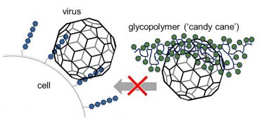 diagram of how glycomimetics prevent viruses binding to cells